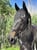 Annuncio cavallo