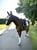 Horse ad