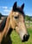 Annonce cheval