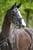Annonce cheval