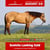 Paardadvertentie