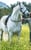 Horse ad