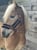 Horse ad