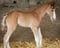 Annuncio cavallo