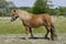 Horse ad