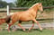 Annuncio cavallo