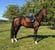 Annuncio cavallo