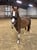 Annuncio cavallo