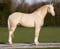 Annuncio cavallo