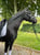Horse ad