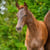Annuncio cavallo