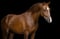 Annuncio cavallo