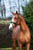 Annuncio cavallo