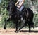 Annuncio cavallo