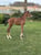 Annuncio cavallo