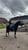 Horse ad