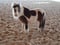 Horse ad