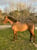 Horse ad