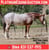 Horse ad