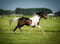 Horse ad