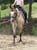 Horse ad