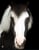 Horse ad