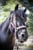 Horse ad