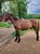 Horse ad