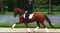 Annuncio cavallo