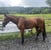 Horse ad