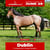 Annuncio cavallo