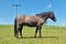Horse ad
