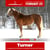 Horse ad