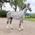 Annuncio cavallo