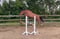 Annuncio cavallo