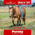 Horse ad