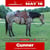 Horse ad