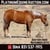 Horse ad