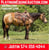 Horse ad