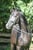 Annuncio cavallo