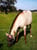 Horse ad