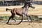 Annonce cheval