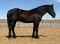 Horse ad