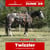 Annuncio cavallo