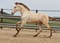 Horse ad