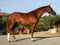 Horse ad