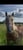 Annonce cheval