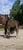 Horse ad