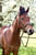 Horse ad