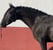 Horse ad